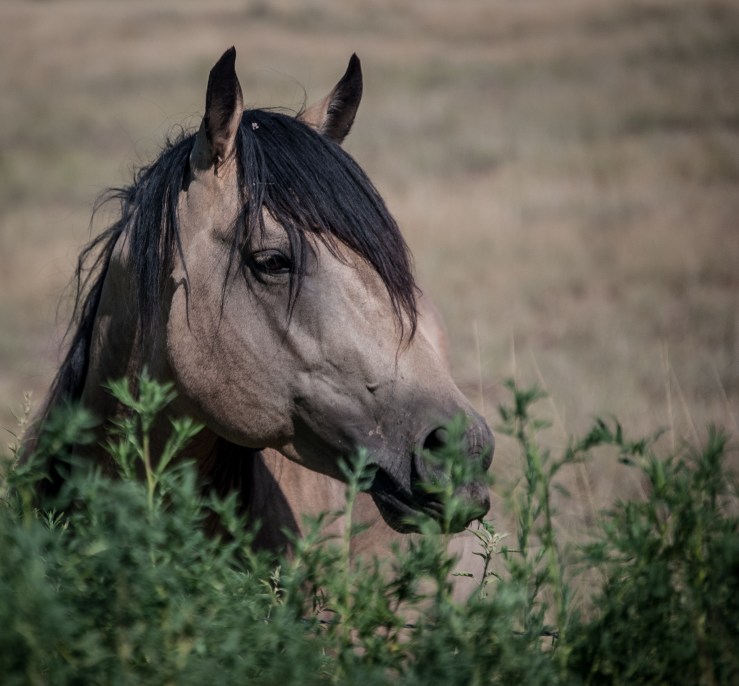 Alamogordo1 (1 of 1)