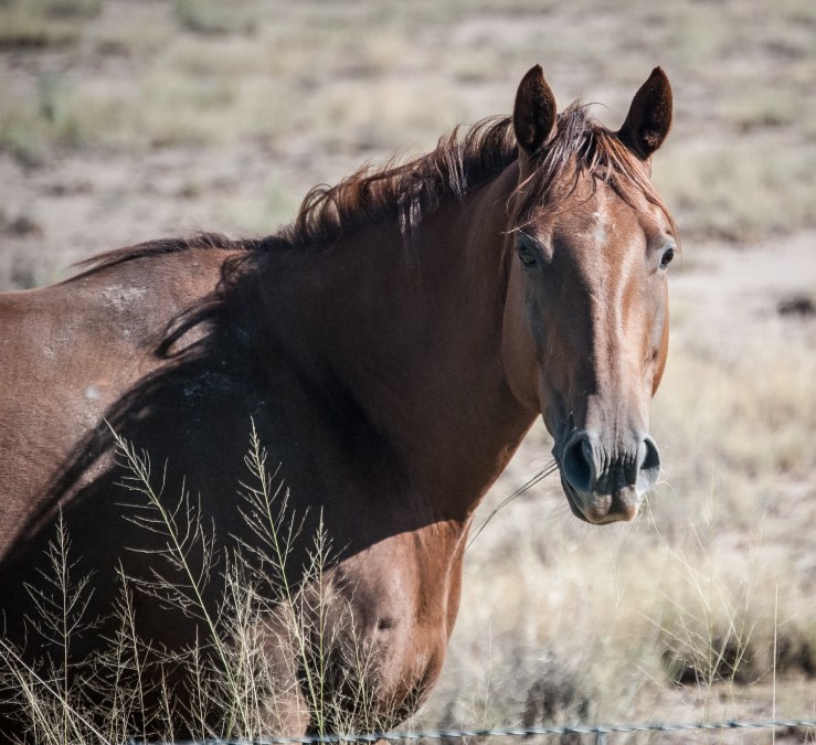 Alamogordo10 (1 of 1)