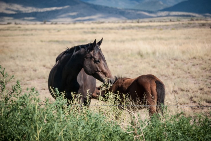 Alamogordo2 (1 of 1)