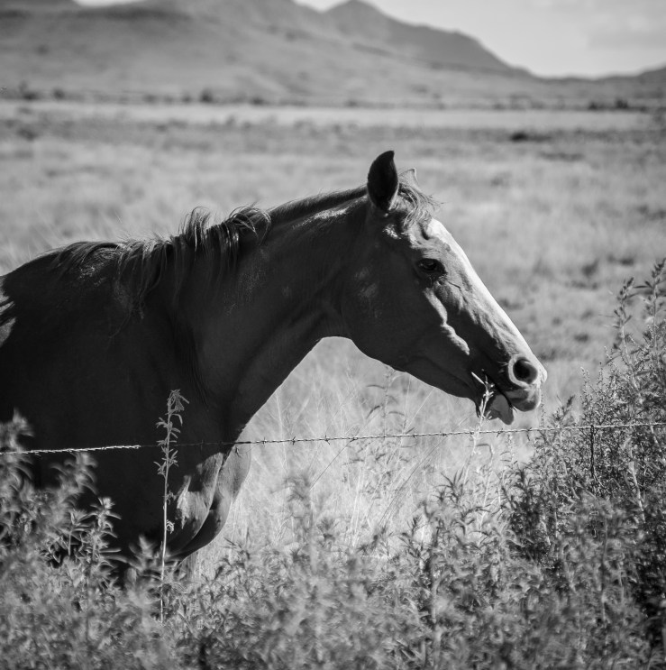 Alamogordo6 (1 of 1)