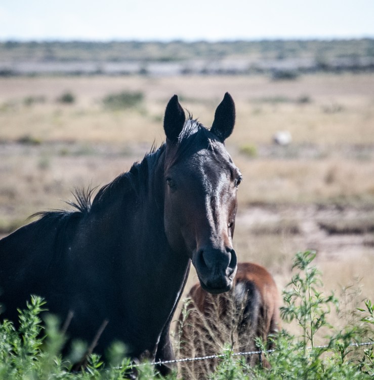 Alamogordo7 (1 of 1)