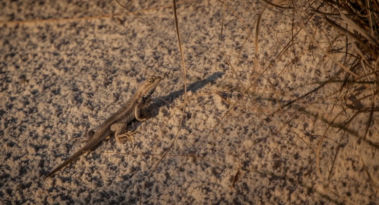 WhiteSands19 (1 of 1)