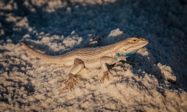 WhiteSands22 (1 of 1)