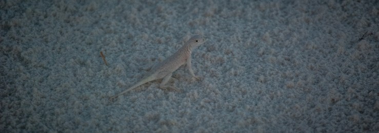 WhiteSands3 (1 of 1)