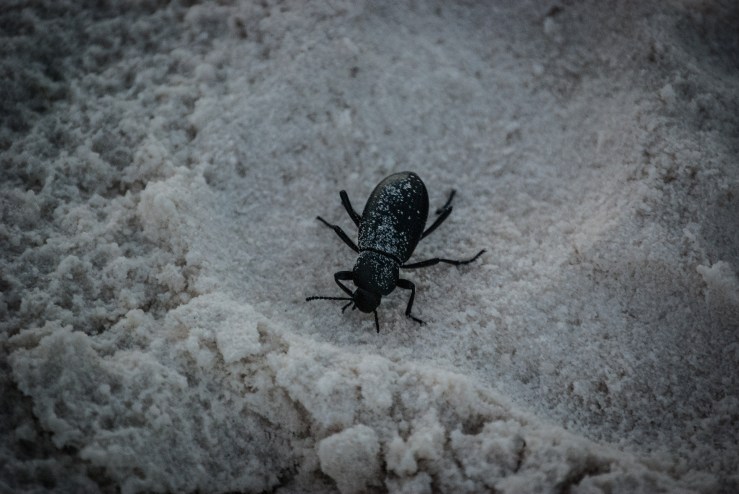 WhiteSands5 (1 of 1)