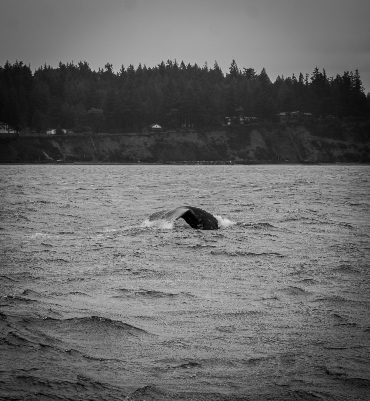 whale-watch-2-1-of-1